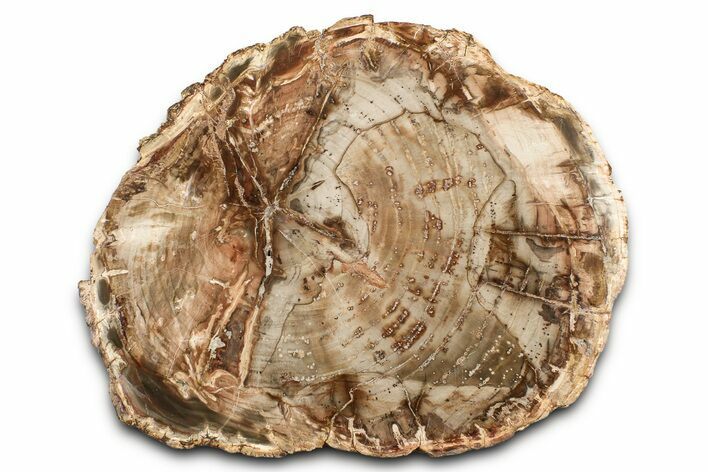 Polished Petrified Wood (Araucaria) Round - Madagascar #376074